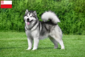 Read more about the article Alaskan Malamute breeders and puppies in Utrecht