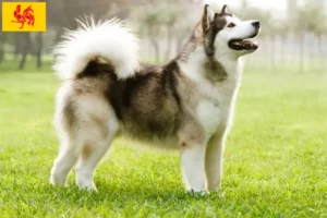 Read more about the article Alaskan Malamute breeders and puppies in Walloon Region