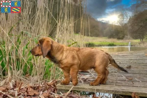 Read more about the article Alpine Dachsbracke breeders and puppies in Bourgogne-Franche-Comté