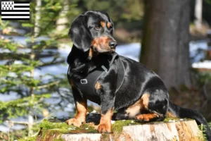 Read more about the article Alpine Dachsbracke breeders and puppies in Brittany