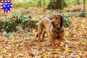 Read more about the article Alpine Dachsbracke breeders and puppies in Centre-Val de Loire