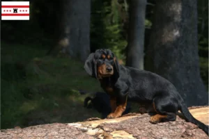 Read more about the article Alpine Dachsbracke breeders and puppies in Drenthe
