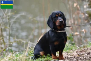 Read more about the article Alpine Dachsbracke breeders and puppies in Flevoland