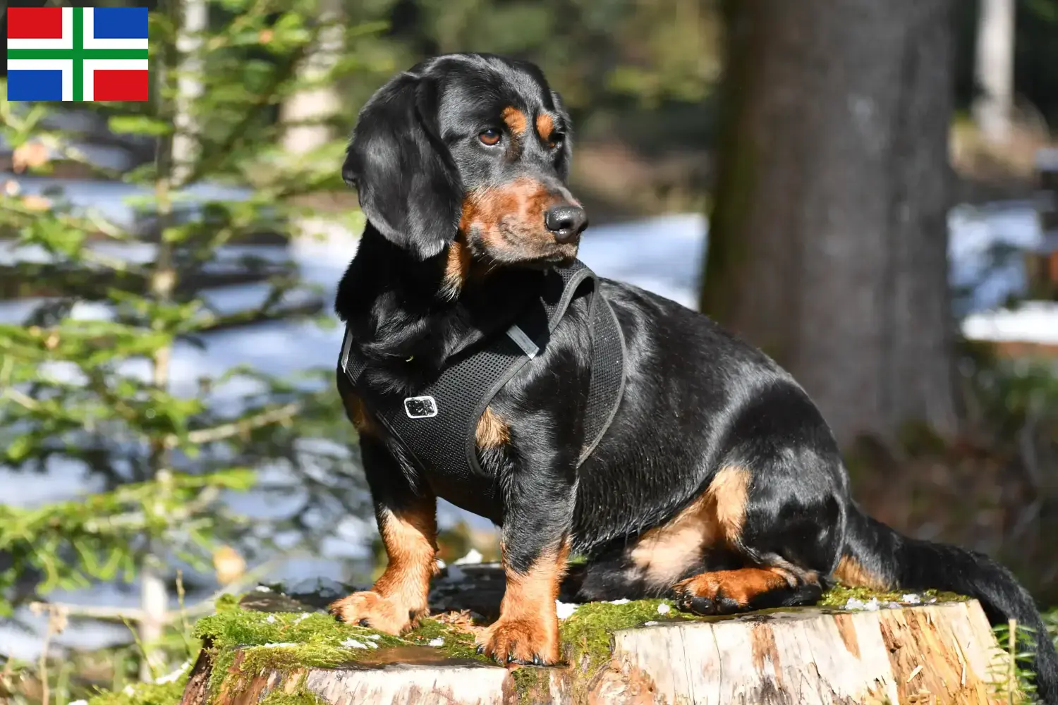 Read more about the article Alpine Dachsbracke breeders and puppies in Groningen