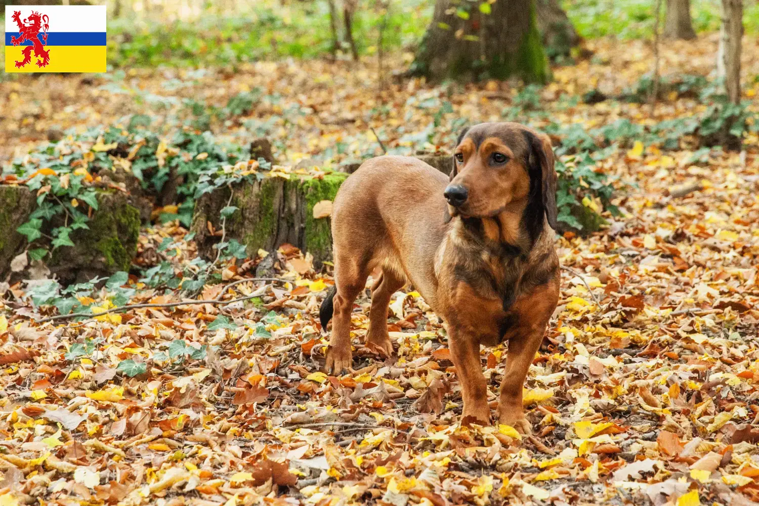 Read more about the article Alpine Dachsbracke breeders and puppies in Limburg