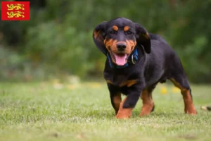Read more about the article Alpine Dachsbracke breeders and puppies in Normandy