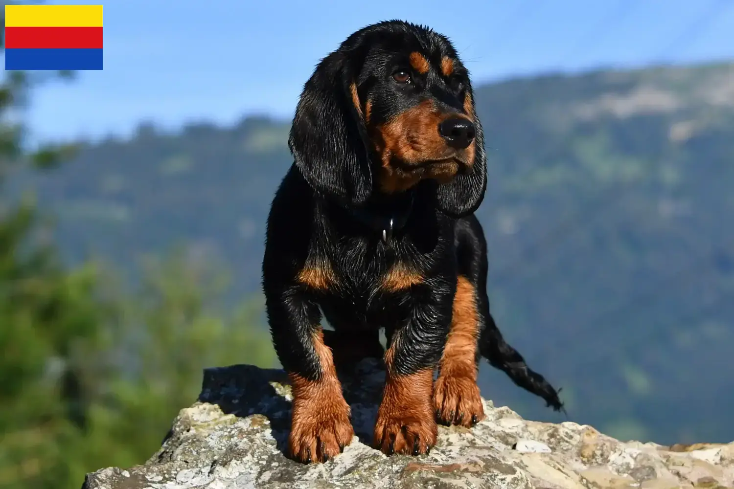 Read more about the article Alpine Dachsbracke breeders and puppies in North Holland