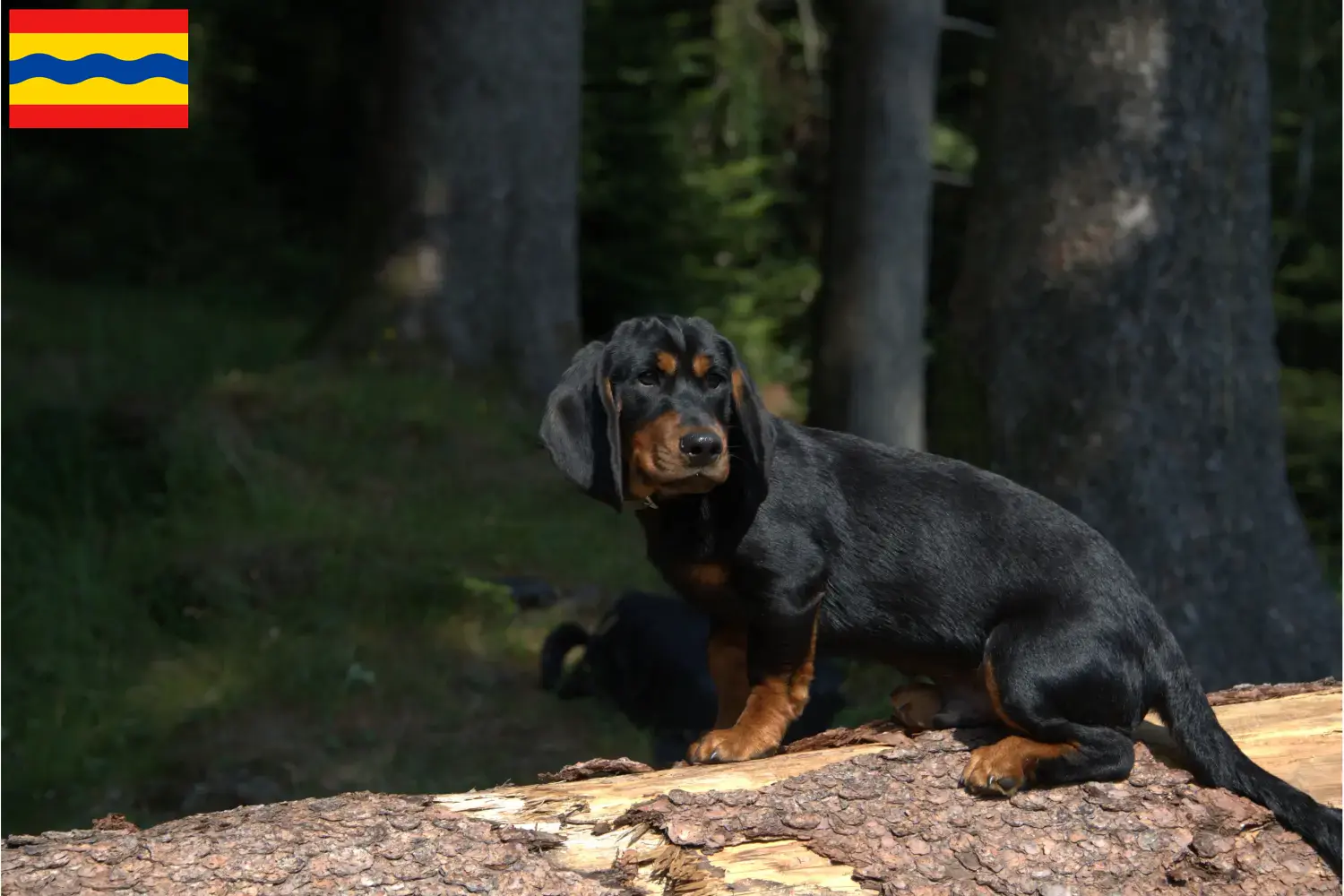 Read more about the article Alpine Dachsbracke breeders and puppies in Overijssel