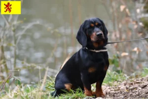Read more about the article Alpine Dachsbracke breeders and puppies in South Holland