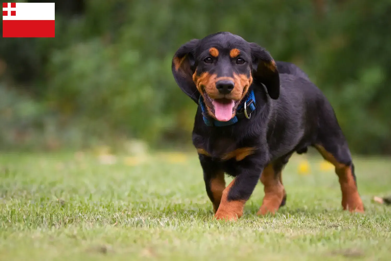 Read more about the article Alpine Dachsbracke breeders and puppies in Utrecht