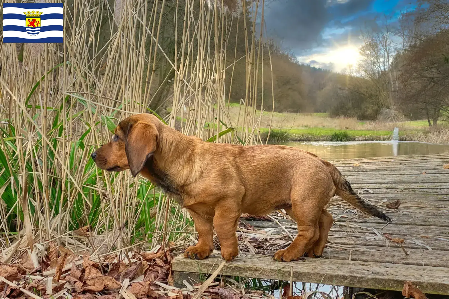 Read more about the article Alpine Dachsbracke breeders and puppies in Zeeland