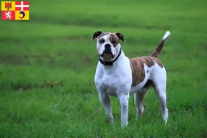 Read more about the article American Bulldog breeders and puppies in Auvergne-Rhône-Alpes