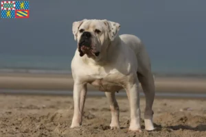 Read more about the article American Bulldog breeders and puppies in Bourgogne-Franche-Comté