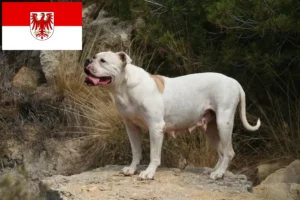 Read more about the article American Bulldog breeders and puppies in Brandenburg