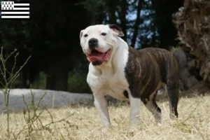 Read more about the article American Bulldog breeders and puppies in Brittany
