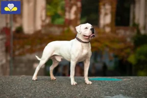 Read more about the article American Bulldog breeders and puppies in the Brussels-Capital Region