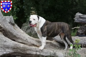 Read more about the article American Bulldog breeders and puppies in Centre-Val de Loire