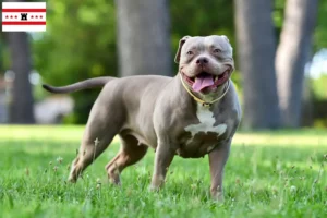 Read more about the article American Bulldog breeders and puppies in Drenthe