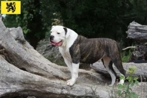 Read more about the article American Bulldog breeders and puppies in Flanders