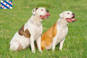 Read more about the article American Bulldog breeders and puppies in Friesland
