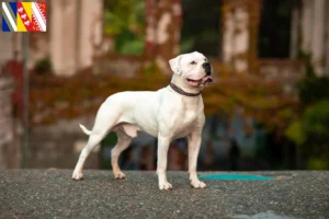 Read more about the article American Bulldog breeders and puppies in Grand Est