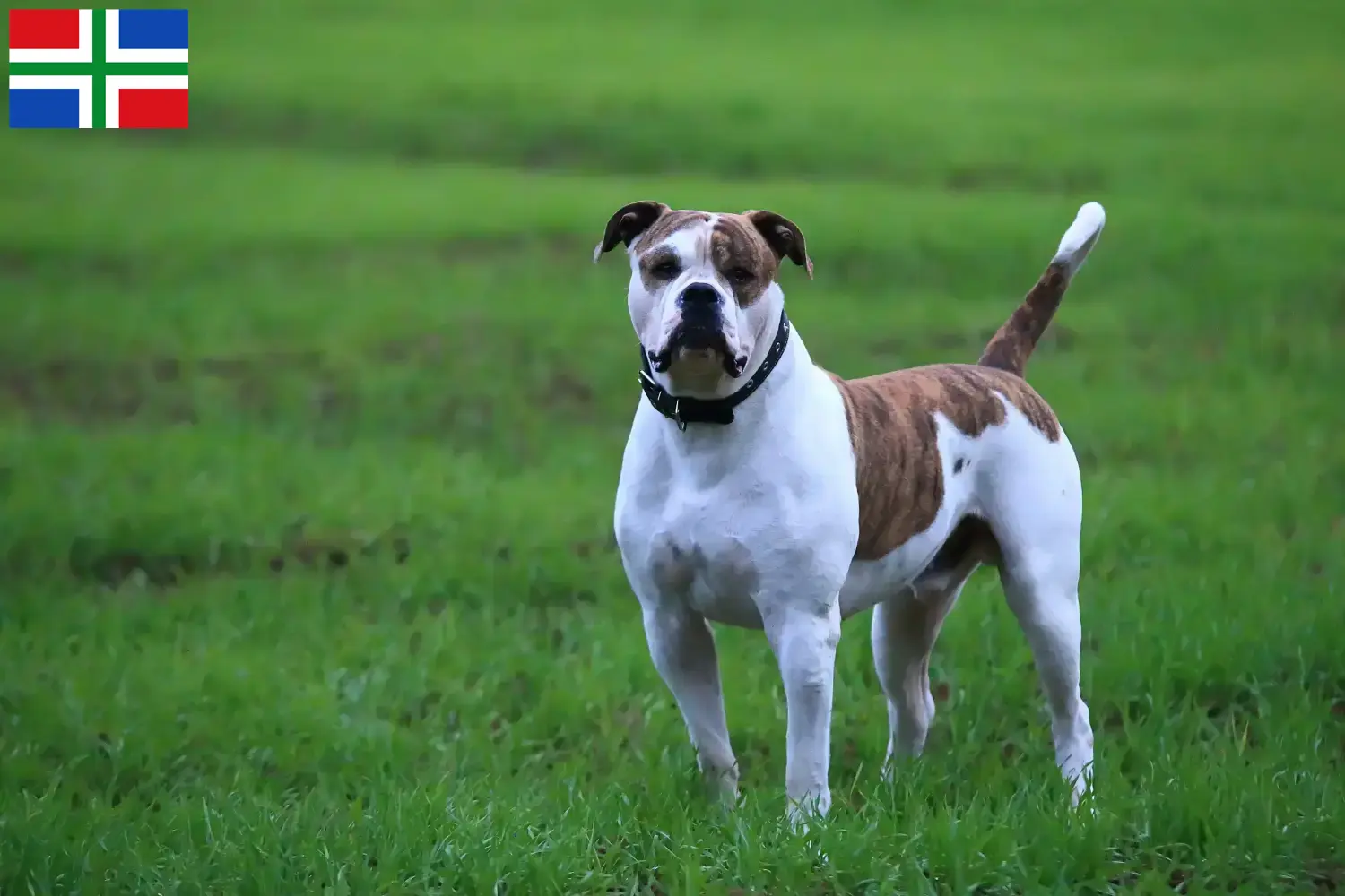 Read more about the article American Bulldog breeders and puppies in Groningen