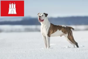 Read more about the article American Bulldog breeders and puppies in Hamburg