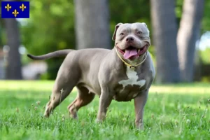Read more about the article American Bulldog breeders and puppies in Île-de-France