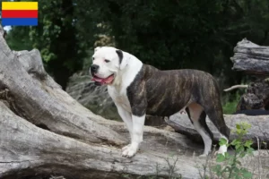 Read more about the article American Bulldog breeders and puppies in North Holland