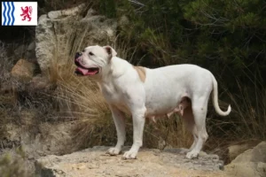 Read more about the article American Bulldog breeders and puppies in Nouvelle-Aquitaine