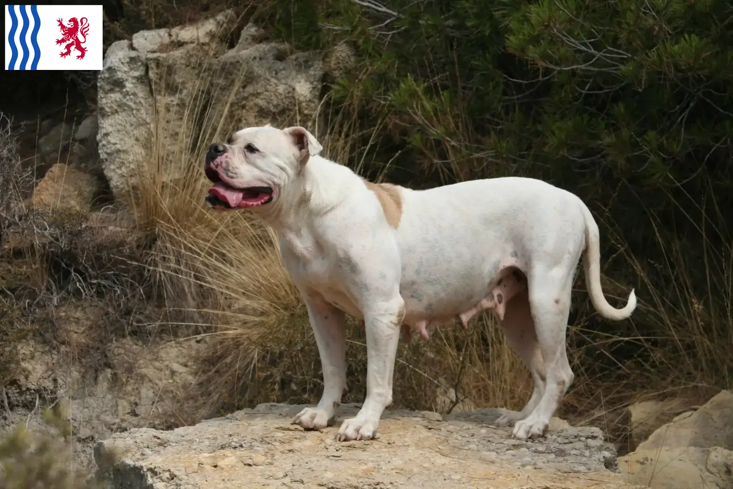 Read more about the article American Bulldog breeders and puppies in Nouvelle-Aquitaine