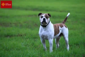 Read more about the article American Bulldog breeders and puppies in Occitania