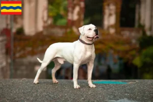 Read more about the article American Bulldog breeders and puppies in Overijssel