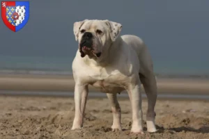 Read more about the article American Bulldog breeders and puppies in Pays de la Loire