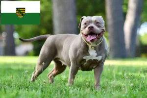 Read more about the article American Bulldog breeders and puppies in Saxony