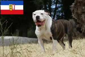 Read more about the article American Bulldog breeders and puppies in Schleswig-Holstein