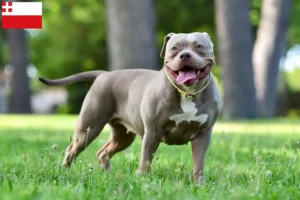 Read more about the article American Bulldog breeders and puppies in Utrecht