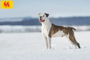 Read more about the article American Bulldog breeders and puppies in Walloon Region