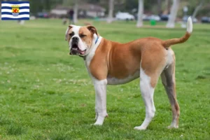Read more about the article American Bulldog breeders and puppies in Zeeland