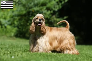 Read more about the article American Cocker Spaniel breeders and puppies in Brittany