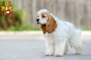 Read more about the article American Cocker Spaniel breeders and puppies in Carinthia