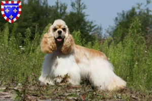 Read more about the article American Cocker Spaniel breeders and puppies in Centre-Val de Loire