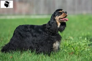 Read more about the article American Cocker Spaniel breeders and puppies in Corsica
