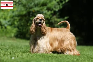 Read more about the article American Cocker Spaniel breeders and puppies in Drenthe