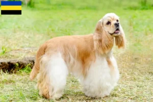 Read more about the article American Cocker Spaniel breeders and puppies in Gelderland