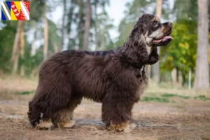 Read more about the article American Cocker Spaniel breeders and puppies in Grand Est