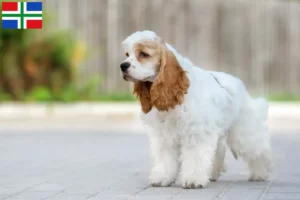 Read more about the article American Cocker Spaniel breeders and puppies in Groningen