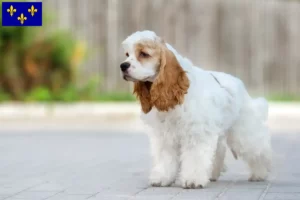 Read more about the article American Cocker Spaniel breeders and puppies in Île-de-France