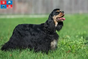 Read more about the article American Cocker Spaniel breeder and puppies in Karlsbad
