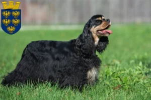 Read more about the article American Cocker Spaniel breeders and puppies in Lower Austria